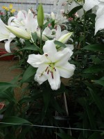 [5228 White Eyes VZ No01.JPG]